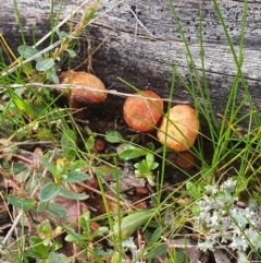 Unidentified Fungus (TBC) at Queanbeyan West, NSW - 19 Aug 2021 by Speedsta
