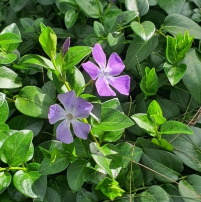 Vinca major (Blue Periwinkle) at Queanbeyan West, NSW - 19 Aug 2021 by Speedsta