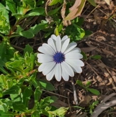 Dimorphotheca ecklonis (African Daisy) at Queanbeyan West, NSW - 19 Aug 2021 by Speedsta