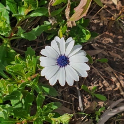 Dimorphotheca ecklonis (African Daisy) at Queanbeyan West, NSW - 19 Aug 2021 by Speedsta