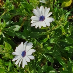 Dimorphotheca ecklonis at Queanbeyan West, NSW - 19 Aug 2021