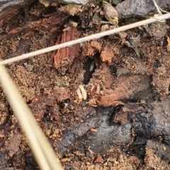 Termitoidae (informal group) (Unidentified termite) at Jerrabomberra, NSW - 19 Aug 2021 by Speedsta