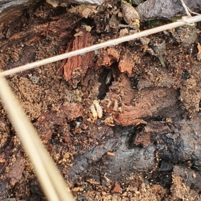 Termitoidae (informal group) (Unidentified termite) at QPRC LGA - 19 Aug 2021 by Speedsta