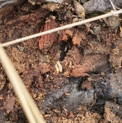 Unidentified Termite (superfamily Termitoidea) (TBC) at Jerrabomberra, NSW - 19 Aug 2021 by Speedsta