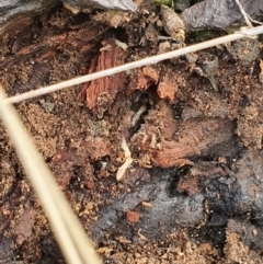 Termitoidae (informal group) at Jerrabomberra, NSW - 19 Aug 2021