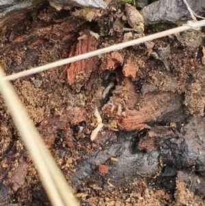 Termitoidae (informal group) at Jerrabomberra, NSW - 19 Aug 2021