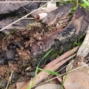 Termitoidae (informal group) at Jerrabomberra, NSW - 19 Aug 2021