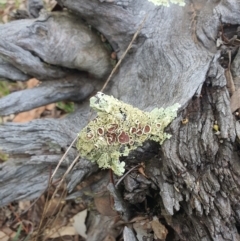 Flavoparmelia sp. at Jerrabomberra, NSW - 19 Aug 2021