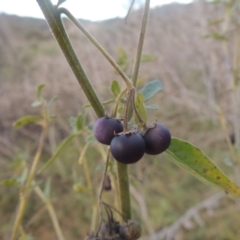 Solanum nigrum (Black Nightshade) at Tennent, ACT - 7 Jul 2021 by MichaelBedingfield