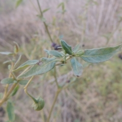 Solanum nigrum at Tennent, ACT - 7 Jul 2021