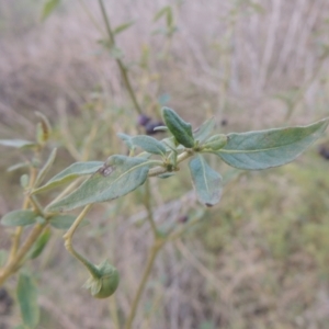 Solanum nigrum at Tennent, ACT - 7 Jul 2021