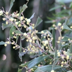 Acacia melanoxylon (Blackwood) at Wodonga, VIC - 21 Aug 2021 by Kyliegw