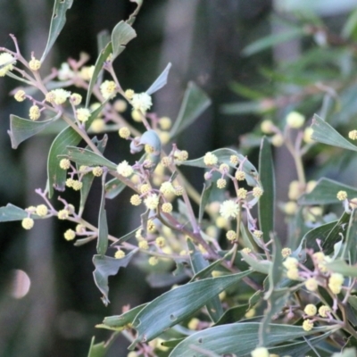 Acacia melanoxylon (Blackwood) at Clyde Cameron Reserve - 21 Aug 2021 by Kyliegw