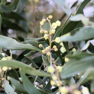 Acacia melanoxylon at Wodonga, VIC - 21 Aug 2021