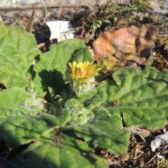 Cymbonotus sp. (preissianus or lawsonianus) (Bears Ears) at Calwell, ACT - 10 Aug 2021 by michaelb