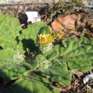 Cymbonotus sp. (preissianus or lawsonianus) at Calwell, ACT - 10 Aug 2021