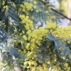 Acacia dealbata (Silver Wattle) at Wodonga, VIC - 21 Aug 2021 by Kyliegw