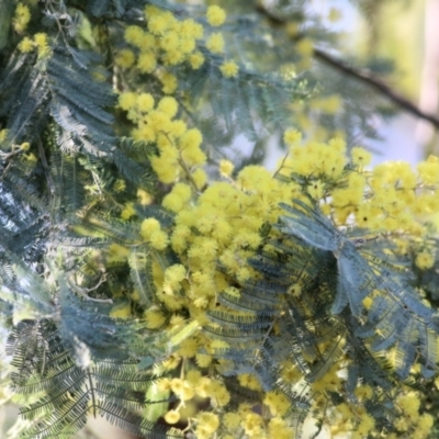 Acacia dealbata (Silver Wattle) at Wodonga - 21 Aug 2021 by KylieWaldon