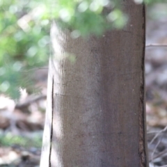 Acacia dealbata at Wodonga, VIC - 21 Aug 2021 10:30 AM