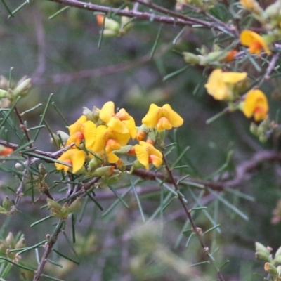 Dillwynia sericea (Egg And Bacon Peas) at Wodonga, VIC - 21 Aug 2021 by KylieWaldon