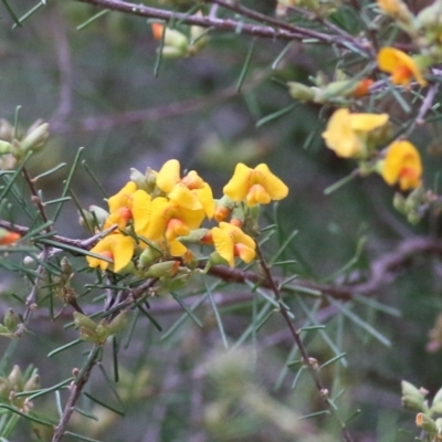 Dillwynia sericea (Egg And Bacon Peas) at Wodonga, VIC - 21 Aug 2021 by Kyliegw