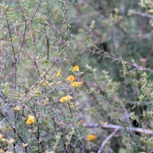 Dillwynia sericea at Wodonga, VIC - 21 Aug 2021