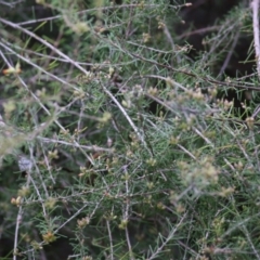 Dillwynia sericea at Wodonga, VIC - 21 Aug 2021 10:45 AM