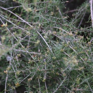 Dillwynia sericea at Wodonga, VIC - 21 Aug 2021