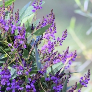 Hardenbergia violacea at Wodonga, VIC - 21 Aug 2021 10:40 AM