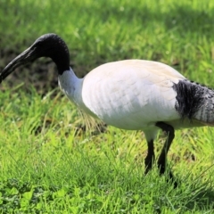 Threskiornis molucca (Australian White Ibis) at Wodonga, VIC - 21 Aug 2021 by KylieWaldon