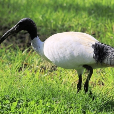 Threskiornis molucca (Australian White Ibis) at Wodonga - 21 Aug 2021 by Kyliegw