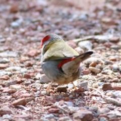 Neochmia temporalis (Red-browed Finch) at Wodonga - 21 Aug 2021 by Kyliegw
