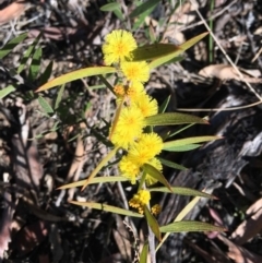 Acacia lanigera var. lanigera (Woolly Wattle, Hairy Wattle) at Black Mountain - 22 Aug 2021 by RWPurdie