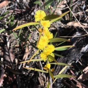 Acacia lanigera var. lanigera at Acton, ACT - 22 Aug 2021 10:04 AM