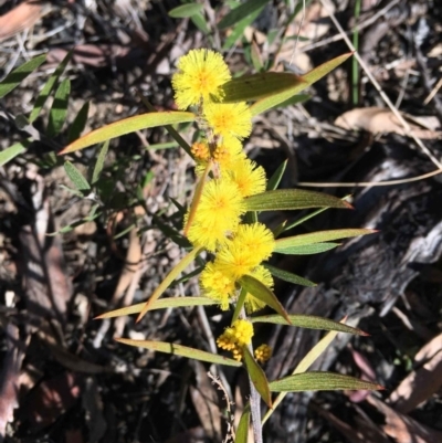 Acacia lanigera var. lanigera (Woolly Wattle, Hairy Wattle) at Black Mountain - 22 Aug 2021 by RWPurdie