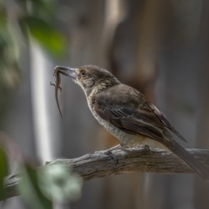 Cracticus torquatus at Downer, ACT - 20 Aug 2021