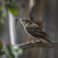 Cracticus torquatus (Grey Butcherbird) at Black Mountain - 20 Aug 2021 by trevsci