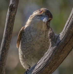 Cracticus torquatus at Downer, ACT - 20 Aug 2021