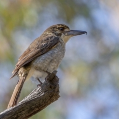 Cracticus torquatus at Downer, ACT - 20 Aug 2021