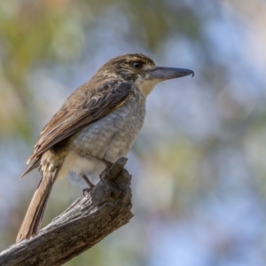 Cracticus torquatus at Downer, ACT - 20 Aug 2021