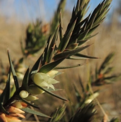 Melichrus urceolatus (Urn Heath) at Tuggeranong Hill - 10 Aug 2021 by michaelb