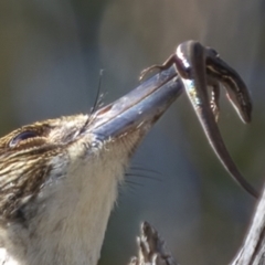 Morethia boulengeri (Boulenger's Skink) at Downer, ACT - 20 Aug 2021 by trevsci