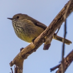 Acanthiza pusilla (Brown Thornbill) at Fyshwick, ACT - 21 Aug 2021 by mlim