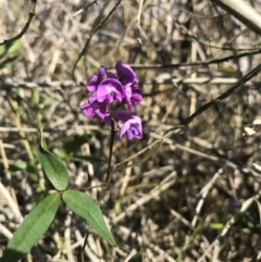 Glycine microphylla (Small-leaf Glycine) at Evans Head, NSW - 22 Aug 2021 by AliClaw