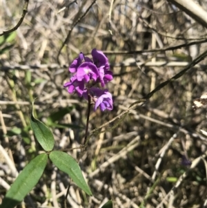 Glycine microphylla at Evans Head, NSW - 22 Aug 2021 11:16 AM