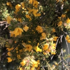 Pultenaea (genus) (bush peas) at Evans Head, NSW - 22 Aug 2021 by AliClaw