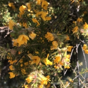 Pultenaea at Evans Head, NSW - 22 Aug 2021