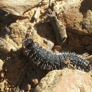 Perga sp. (genus) at Acton, ACT - 22 Aug 2021 10:31 AM