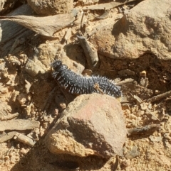 Perga sp. (genus) at Acton, ACT - 22 Aug 2021 10:31 AM