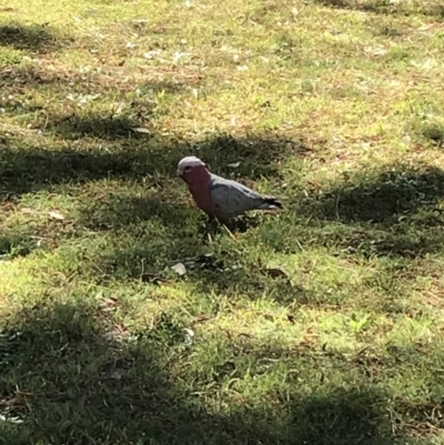 Eolophus roseicapilla (Galah) at Evans Head, NSW - 22 Aug 2021 by AliClaw